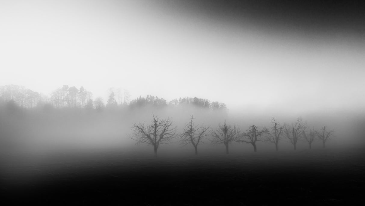 Eight trees in the mist Poster och Canvastavla