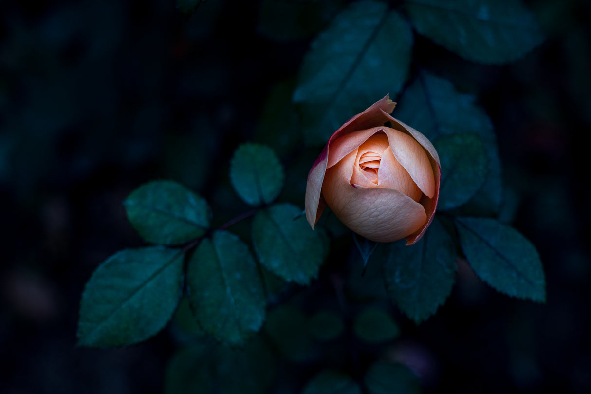 a Seductive Rose Poster och Canvastavla