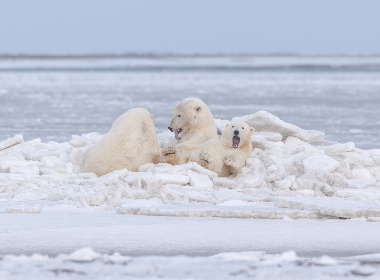 Our ice bed Poster och Canvastavla