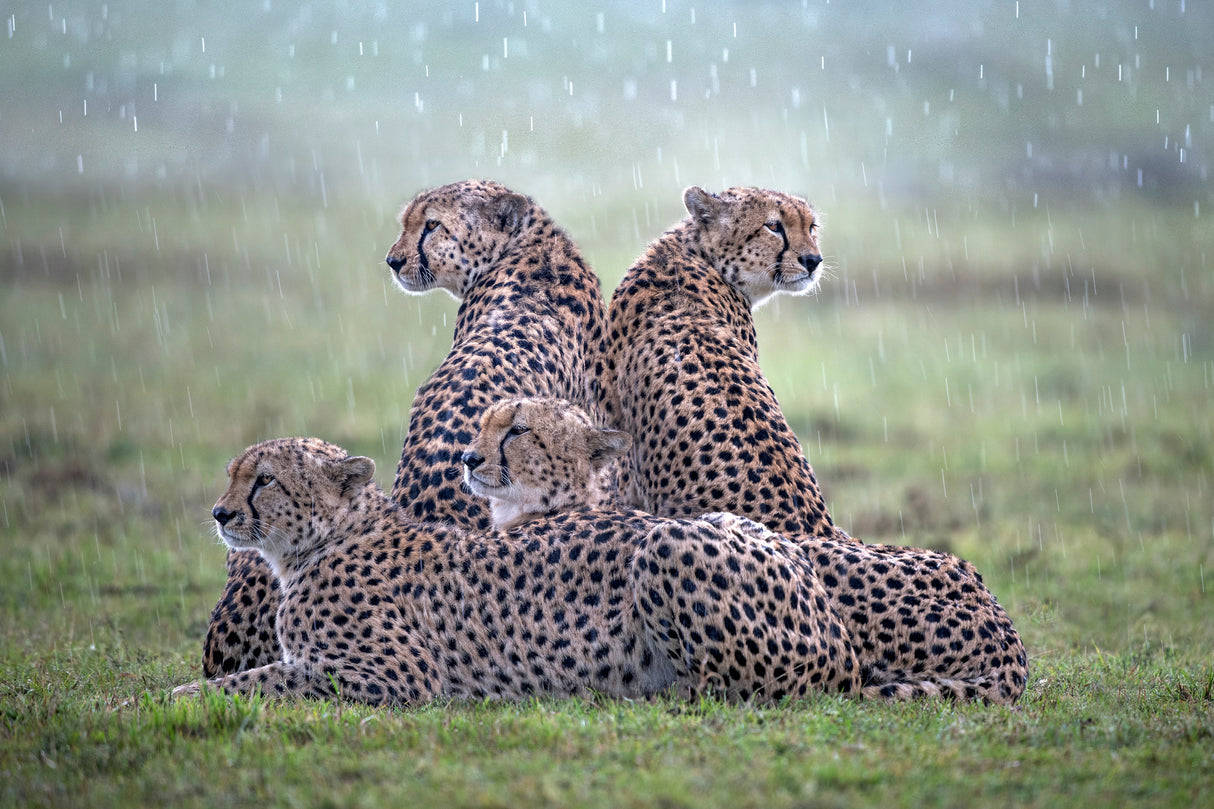 Cheetahs in the rain Poster och Canvastavla