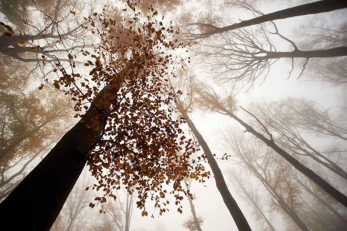 Fall Poster och Canvastavla