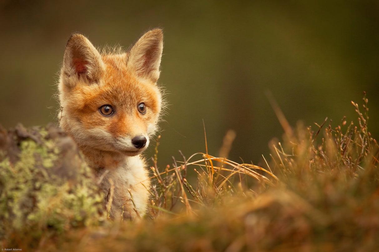 Fox Poster och Canvastavla