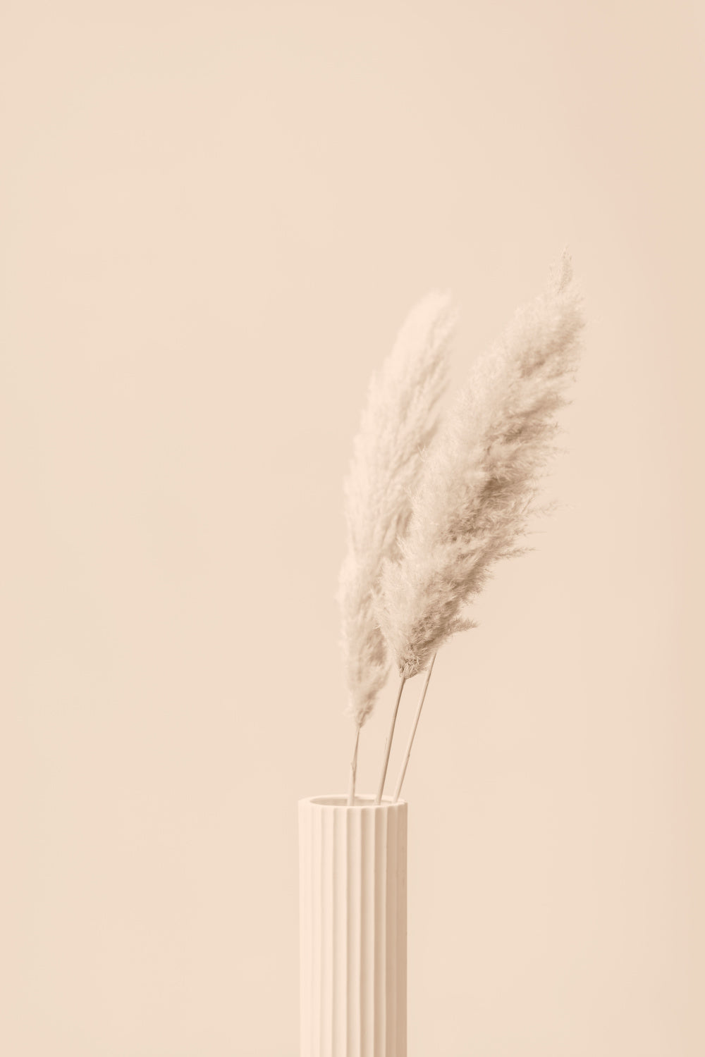 Pampas Grass Beige 12 Poster och Canvastavla