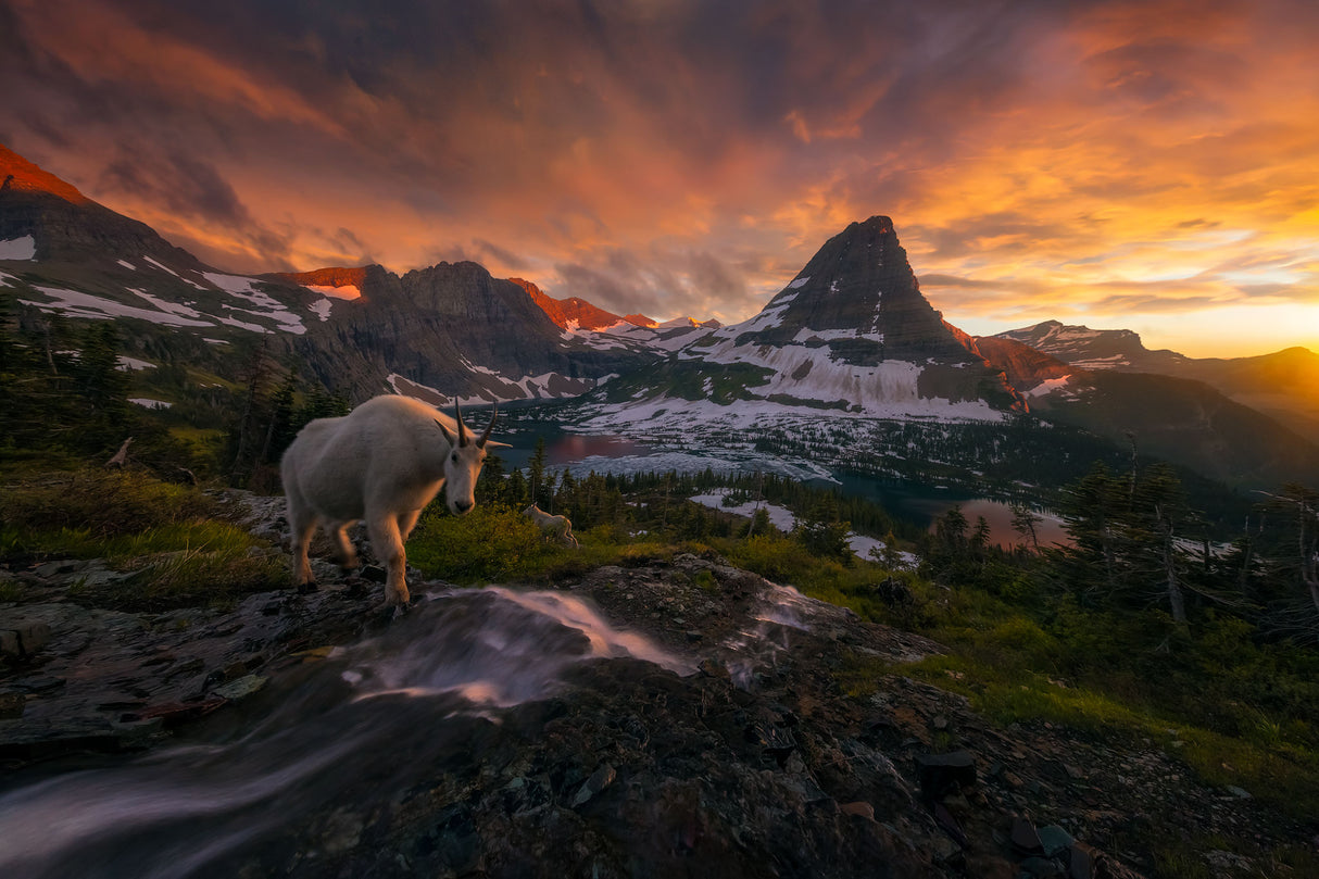 Goat Crossing Poster och Canvastavla