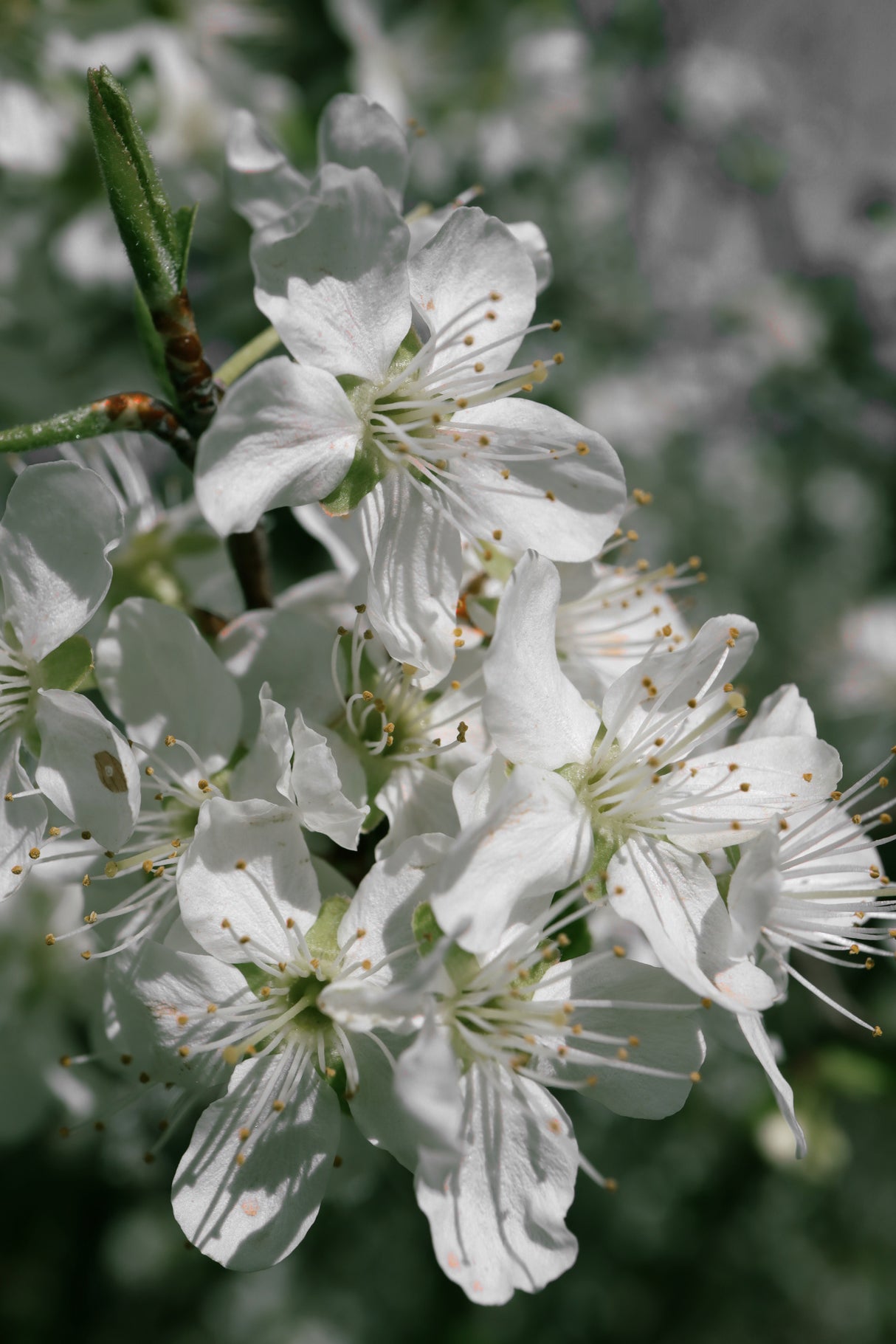 Spring blooms IV Poster och Canvastavla