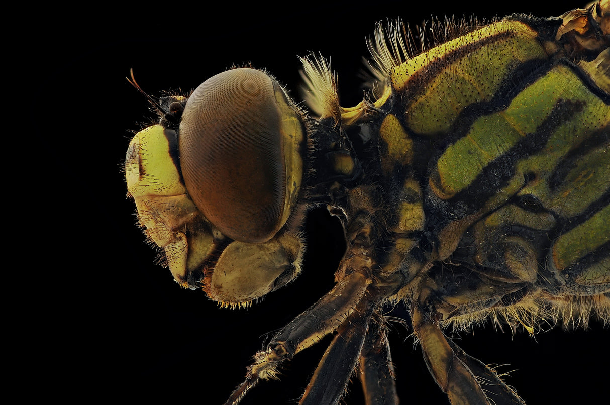 Dragonfly Poster och Canvastavla