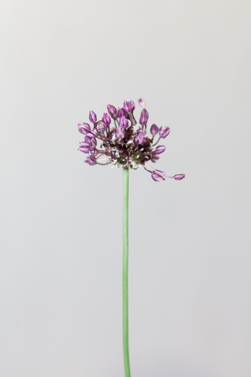 Chive flower Poster och Canvastavla