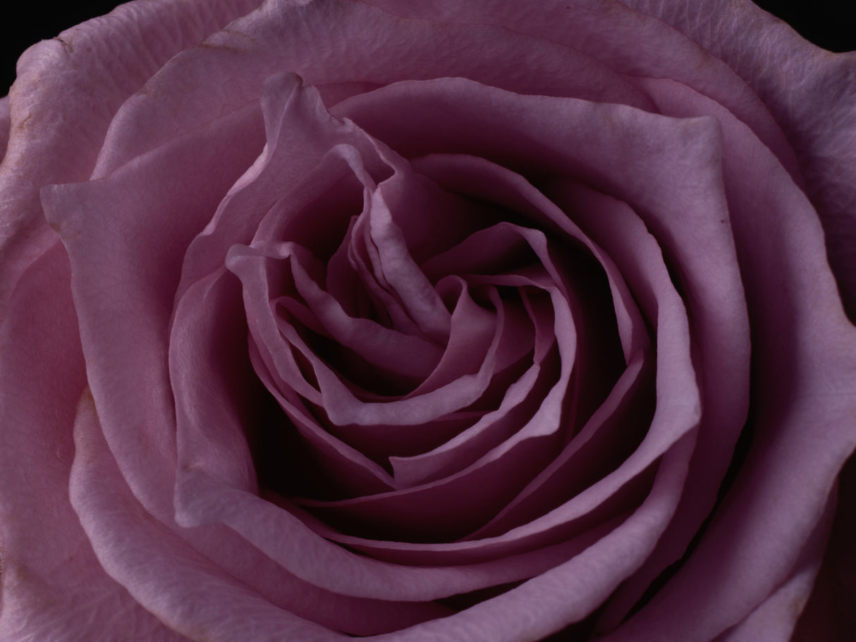 Pink Rose Poster och Canvastavla