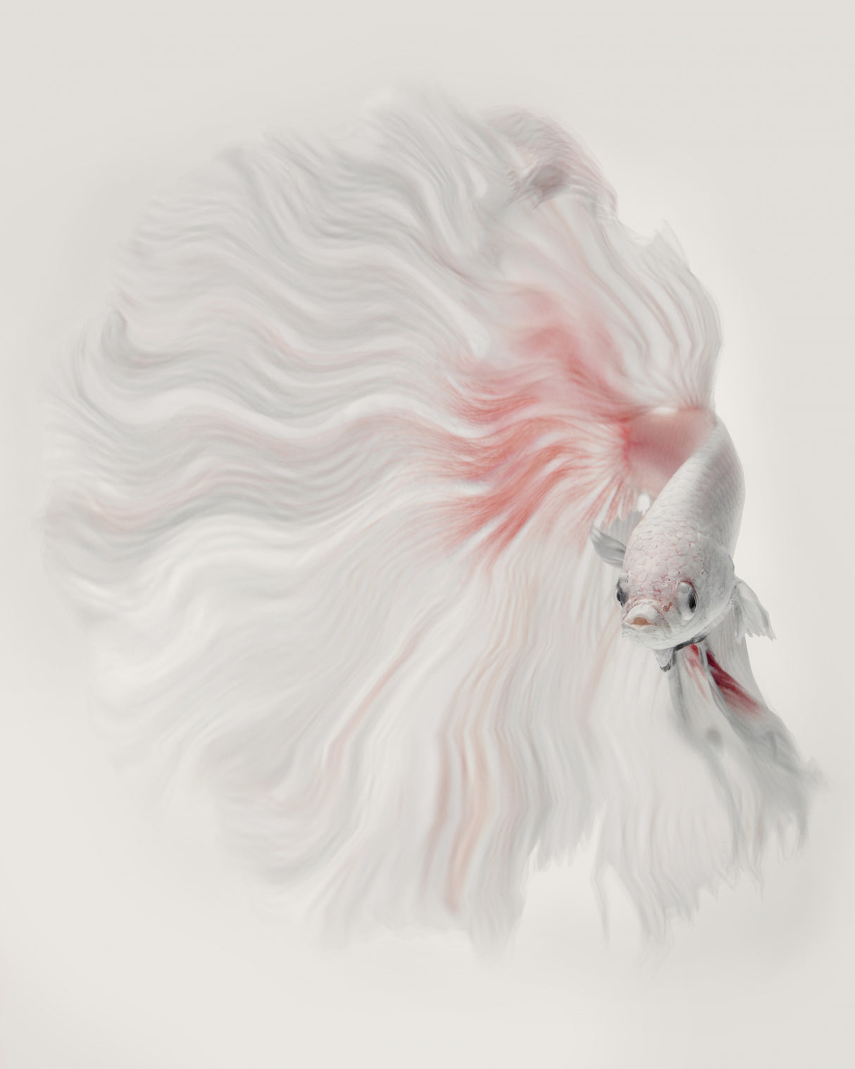 WHITE FOX Poster och Canvastavla