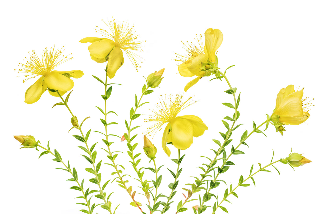 Hypericum Poster och Canvastavla