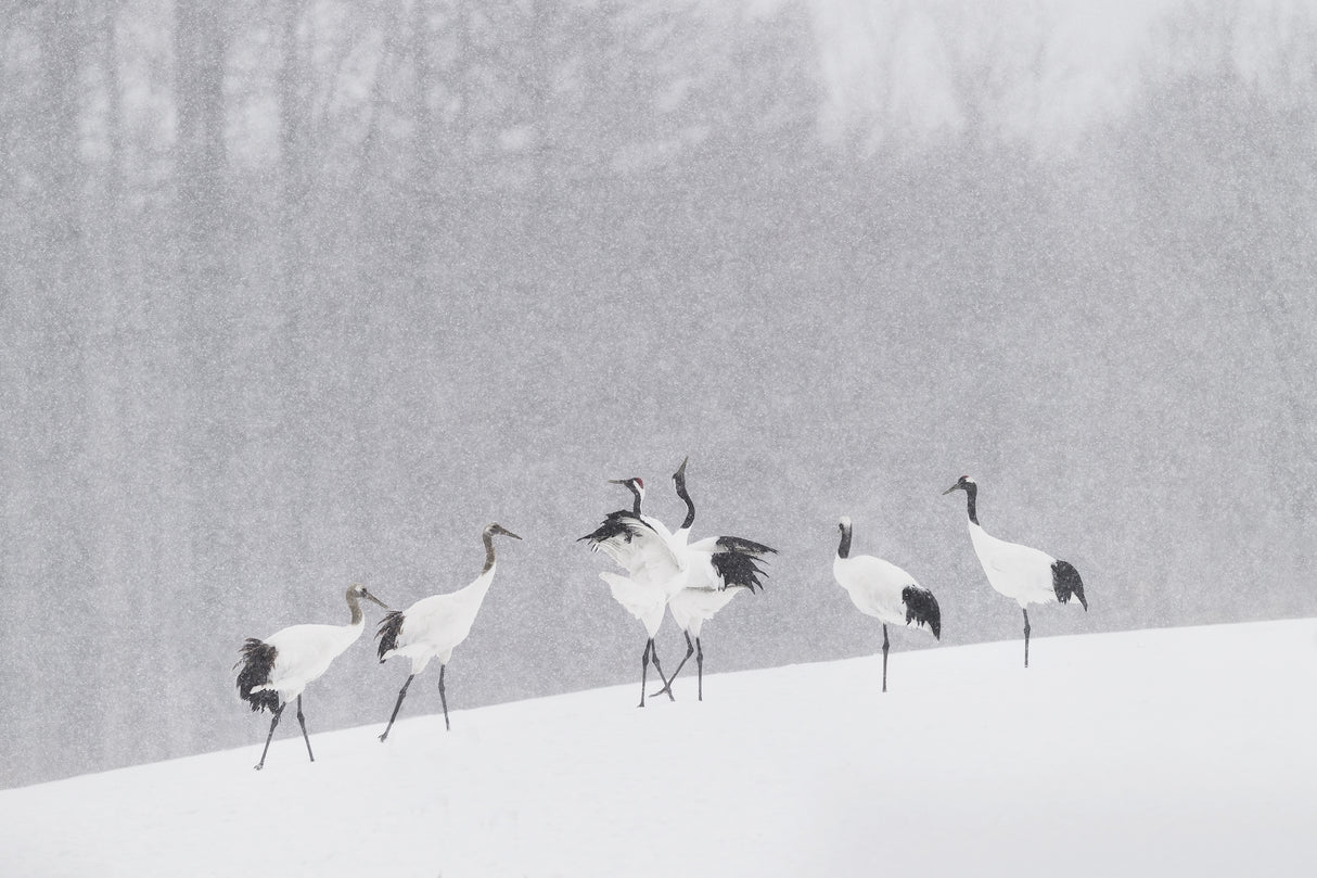 Japanese Cranes Poster och Canvastavla