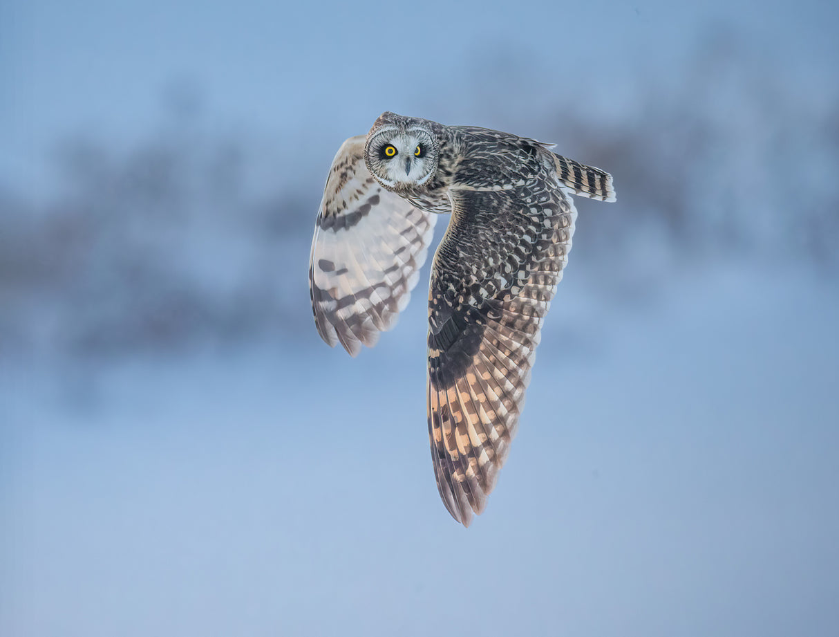 Short-eared owl in flight Poster och Canvastavla