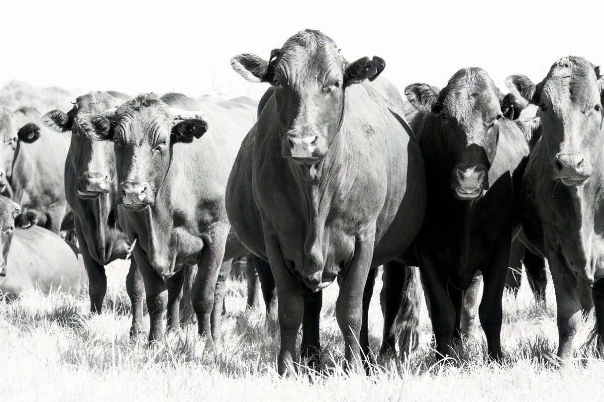 Herd In Black & White Poster och Canvastavla