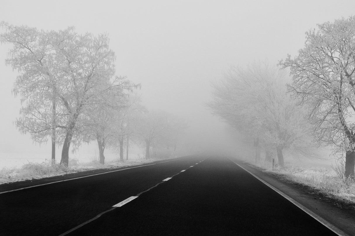 days of mist Poster och Canvastavla