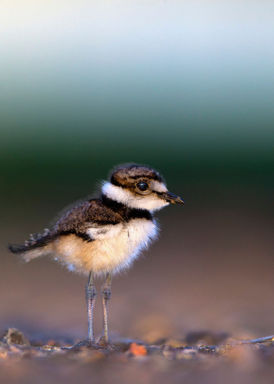 Killdeer chick, Charadrius vociferus Poster och Canvastavla