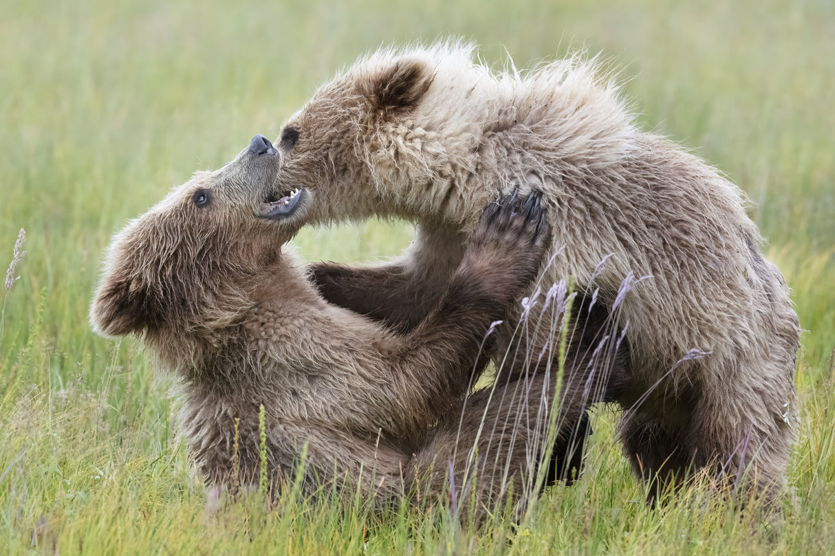 Bear Cubs Playing Poster och Canvastavla