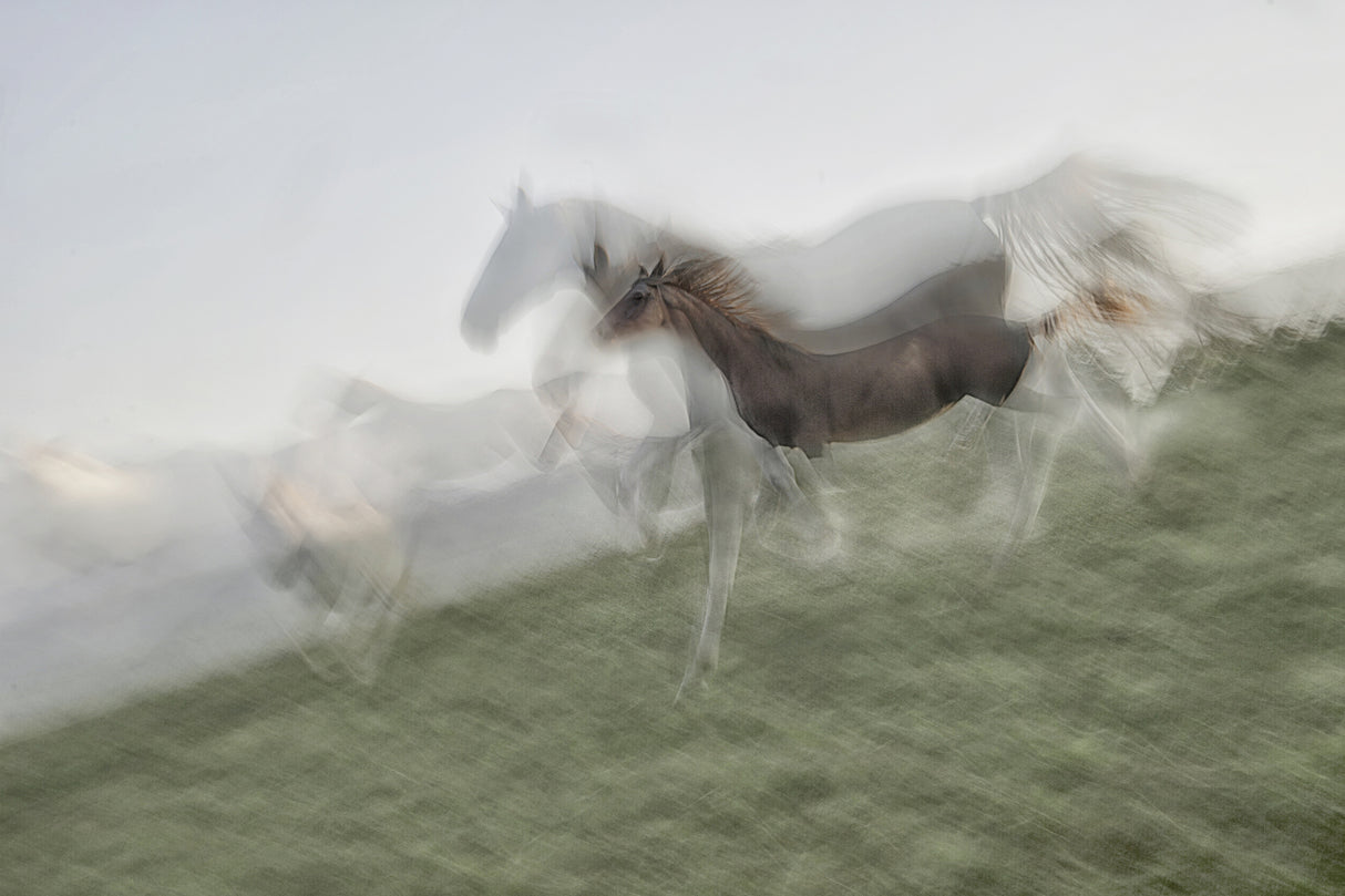 Horse Sequence Poster och Canvastavla