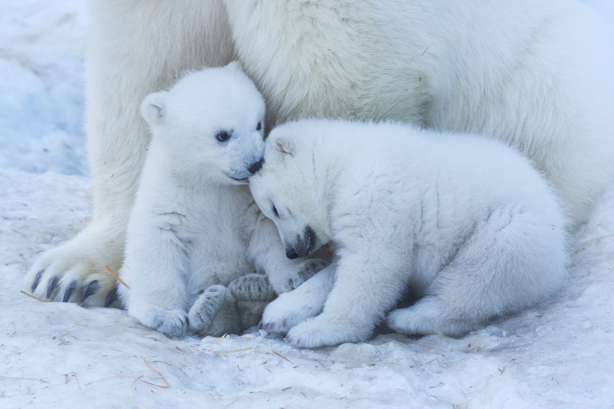 Polar bear cub Poster och Canvastavla