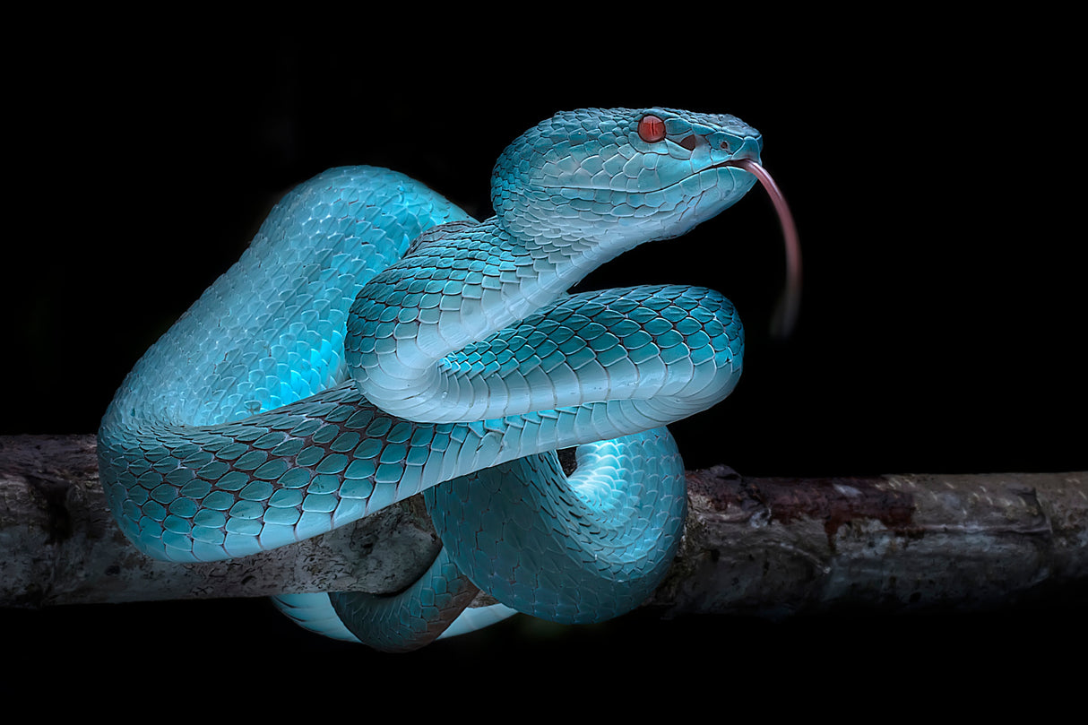 Venomus Blue Viper Snake Poster och Canvastavla