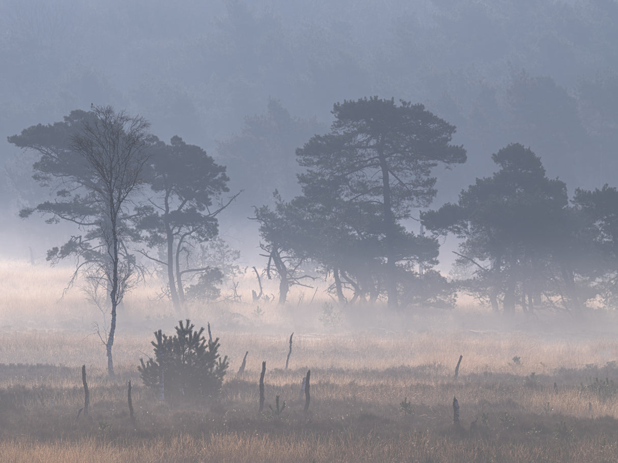 Kalmthoutse heide with ground fog Poster och Canvastavla