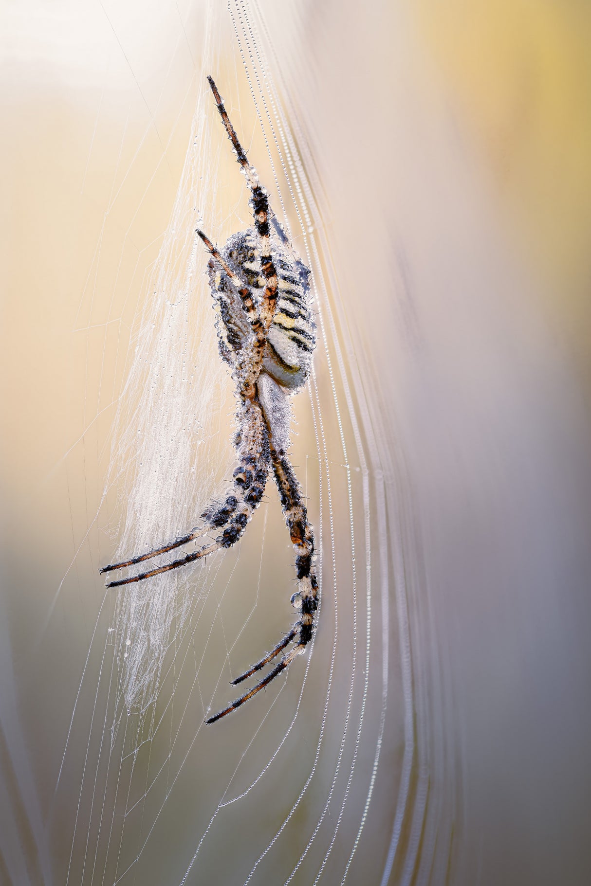 Wasp spider Poster och Canvastavla