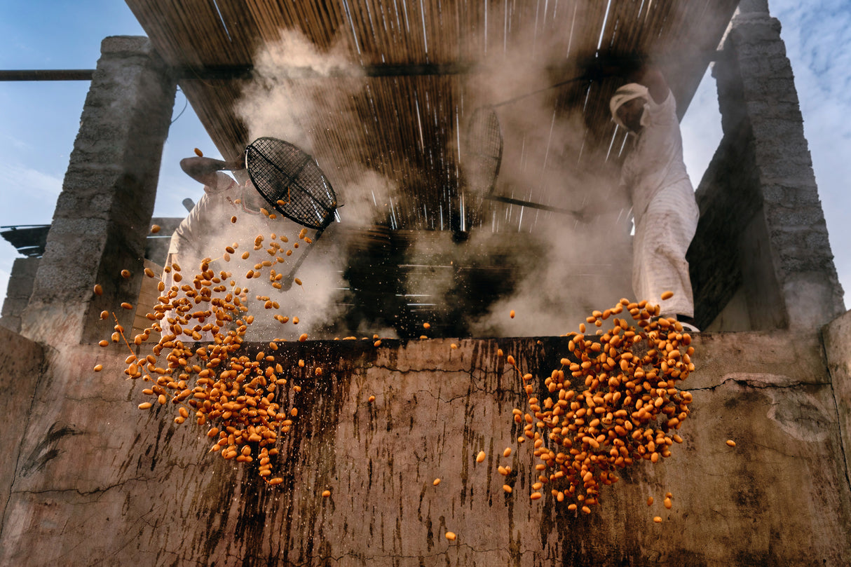 Dates Harvest Poster och Canvastavla