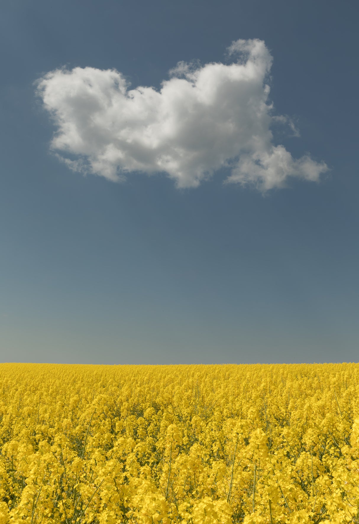 Vision Poster och Canvastavla