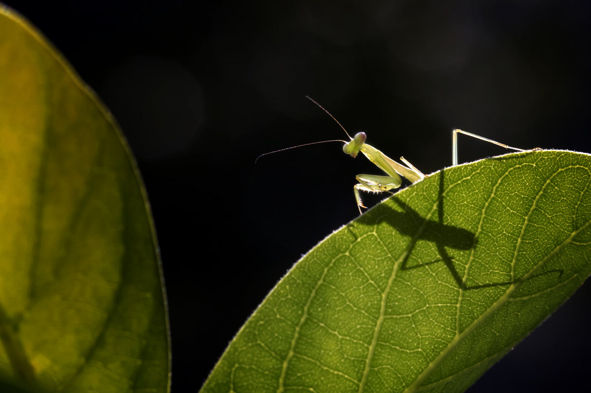 Little Praying Mantis Poster och Canvastavla