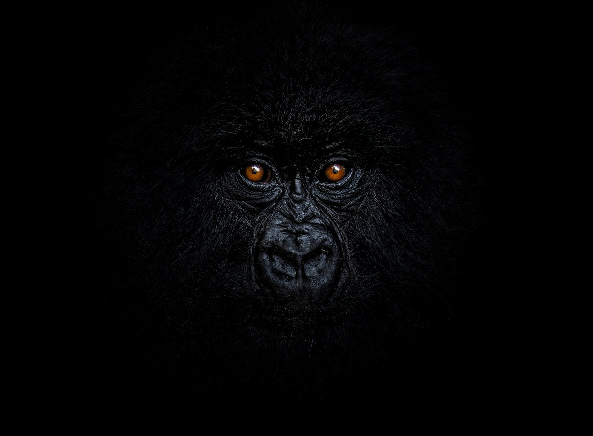Baby Mountain Gorilla Poster och Canvastavla