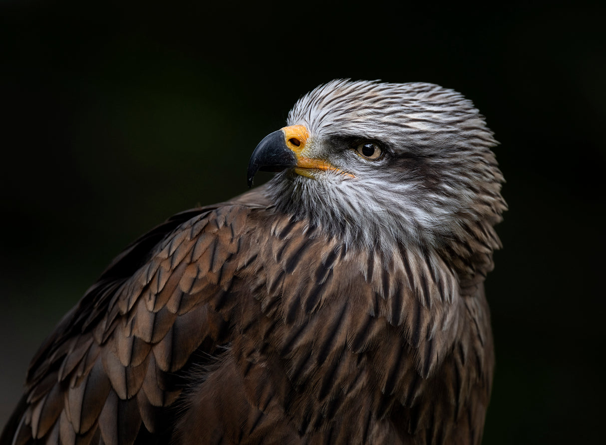 Red Kite Poster och Canvastavla
