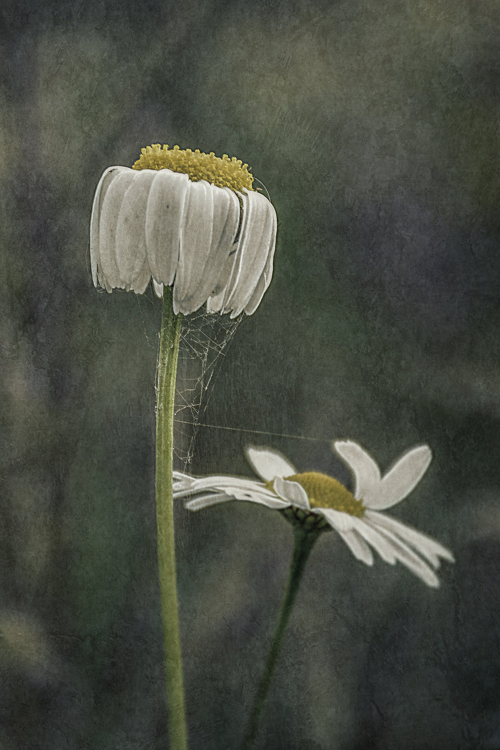 Hanging Daisy... Poster och Canvastavla