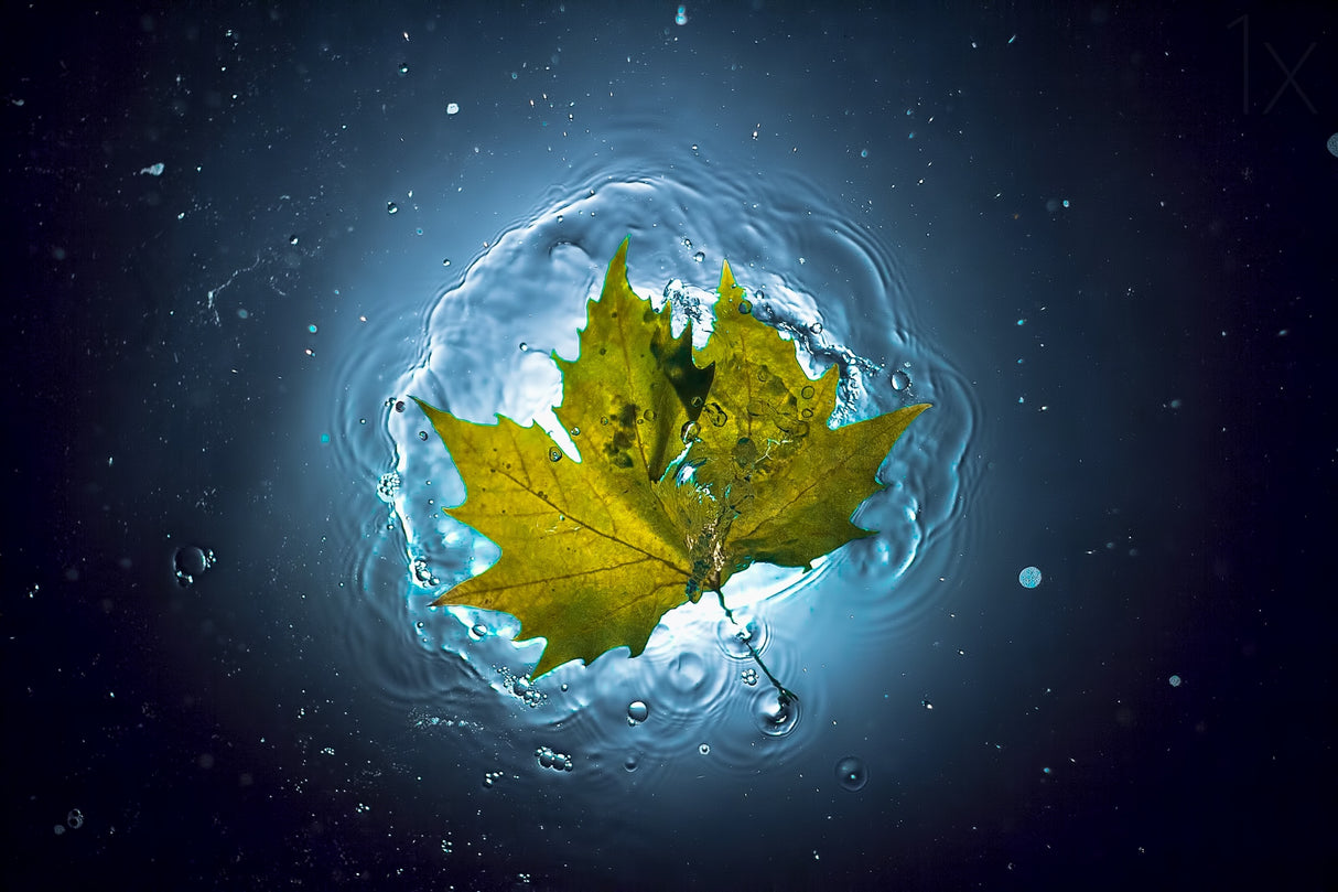 Cosmic Autumn Poster och Canvastavla
