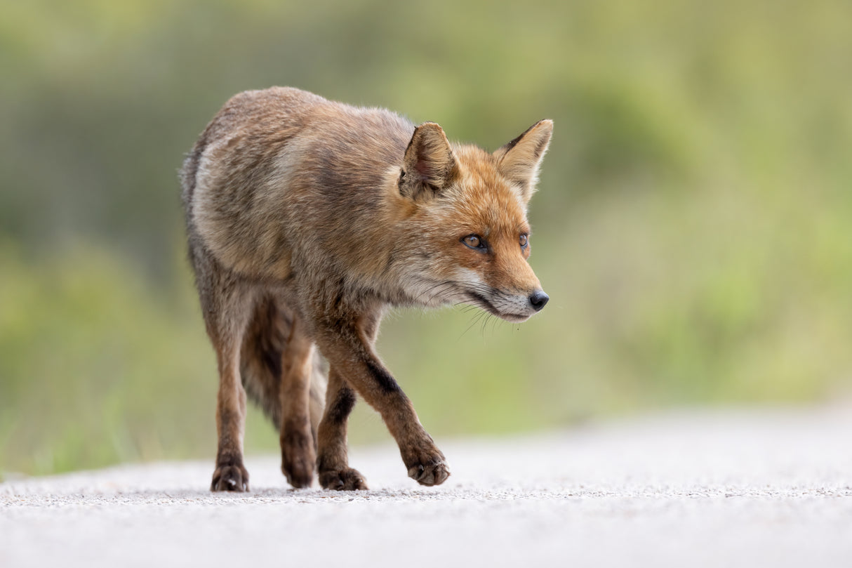 Red Fox Poster och Canvastavla