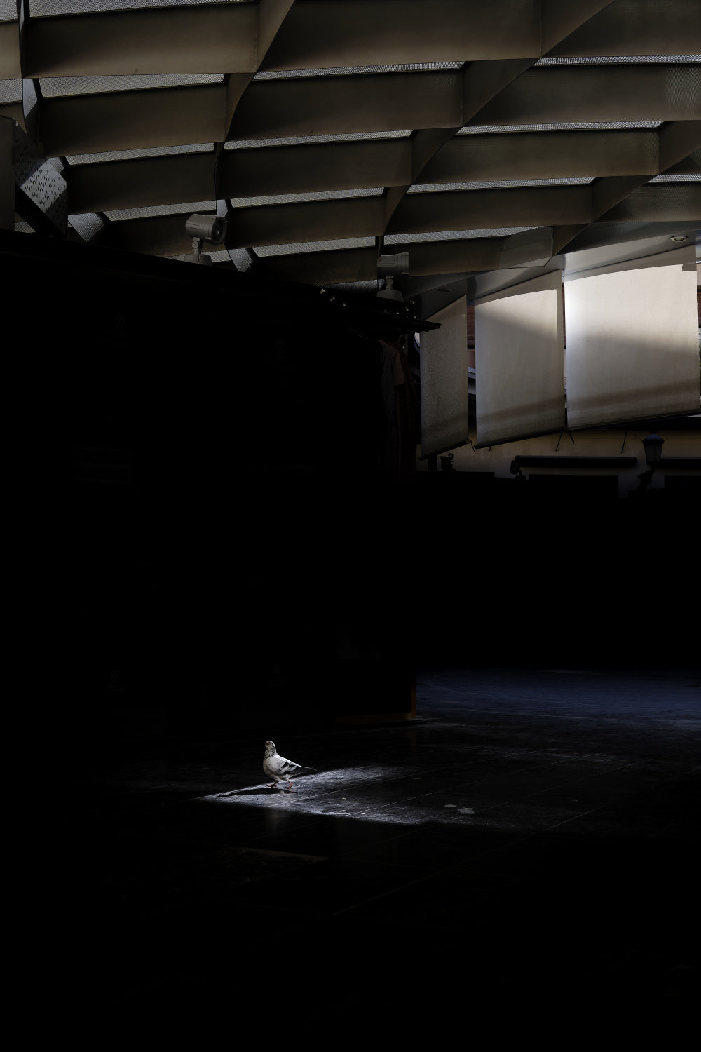 In to the light Poster och Canvastavla