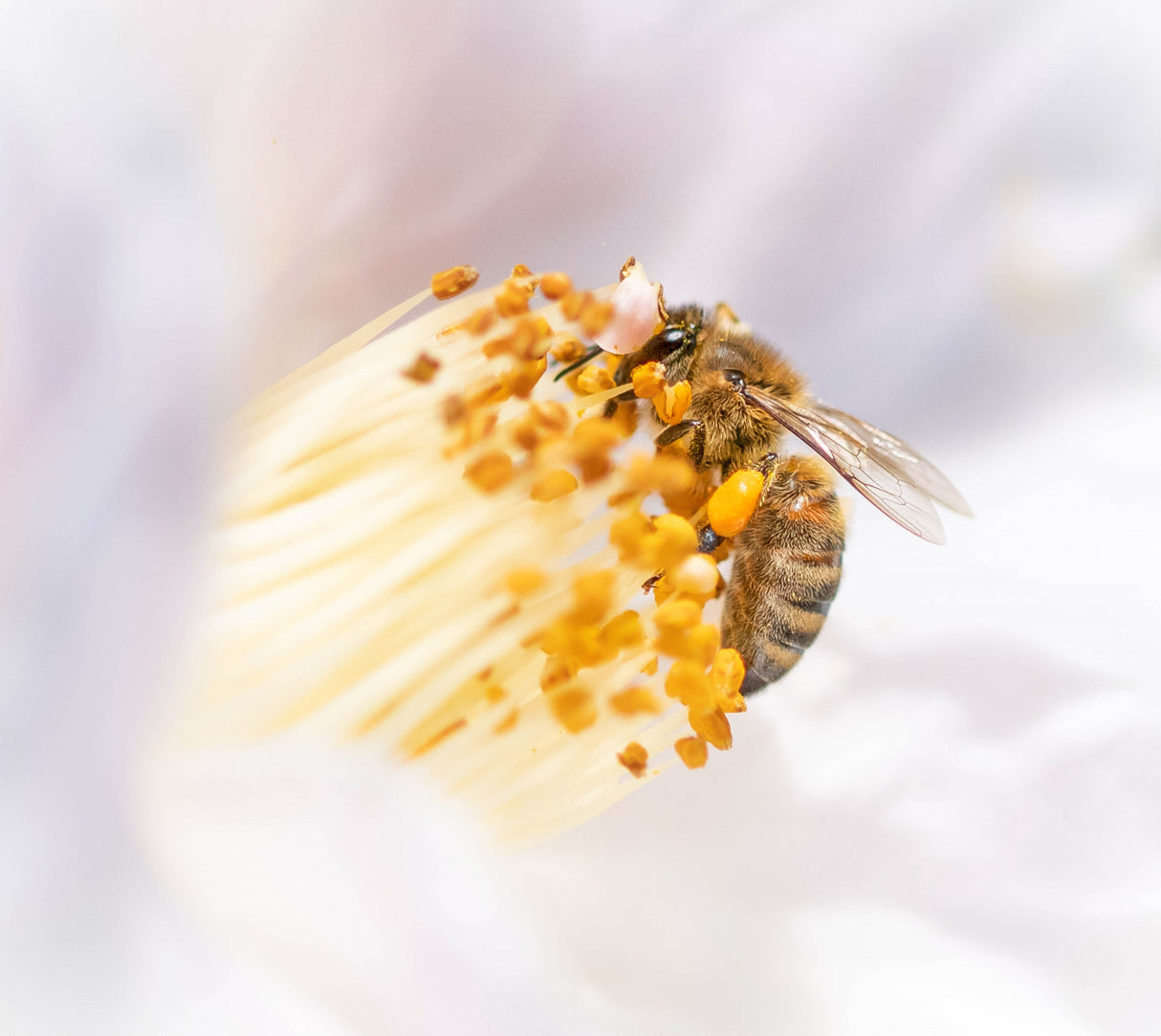 Enjoying Camellia Poster och Canvastavla
