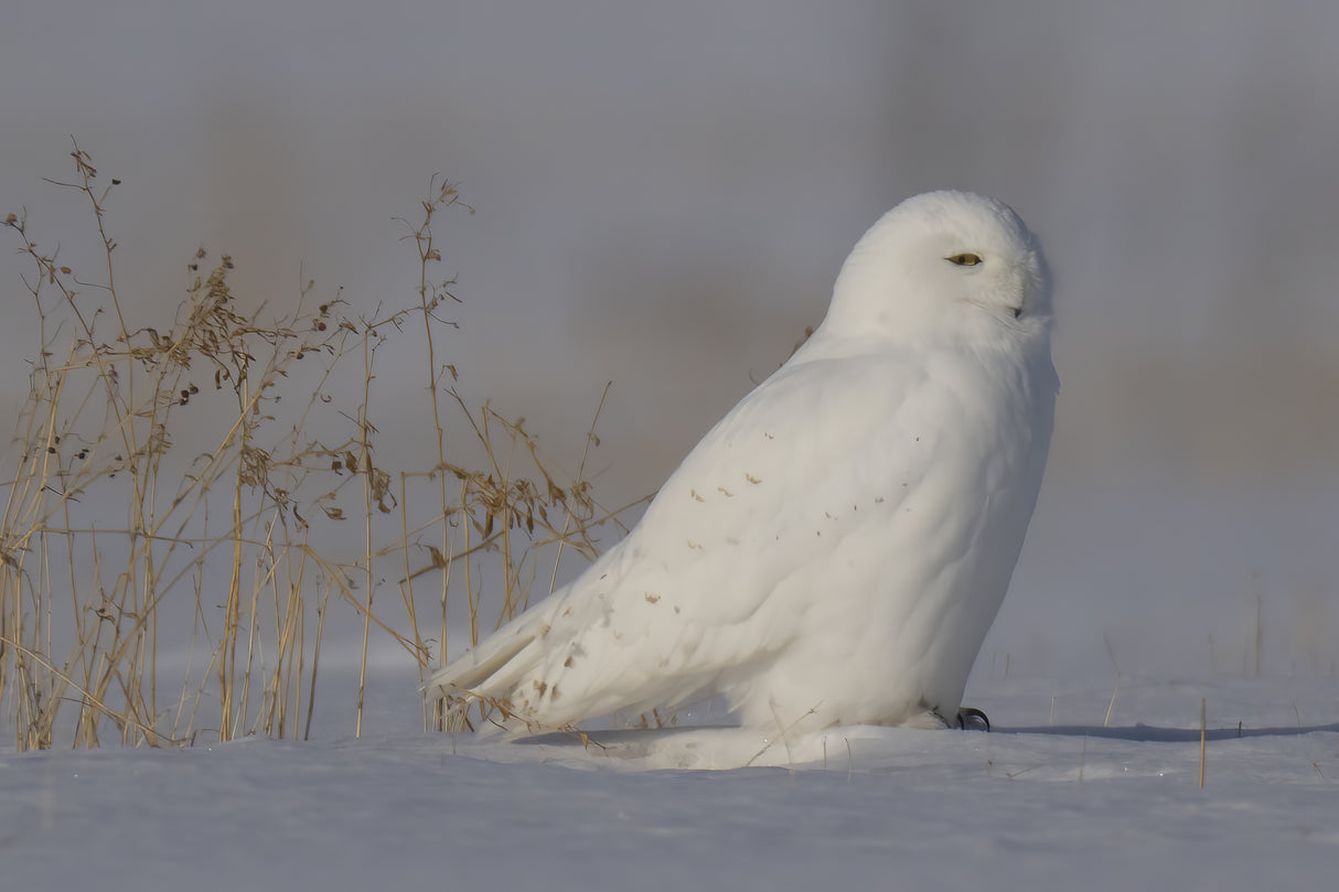 White Ghost Poster och Canvastavla