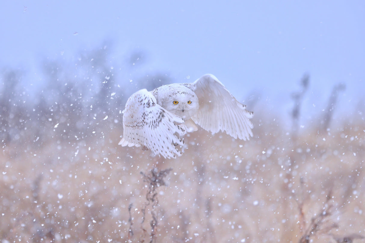 Snowy Owl on a Snowy day Poster och Canvastavla