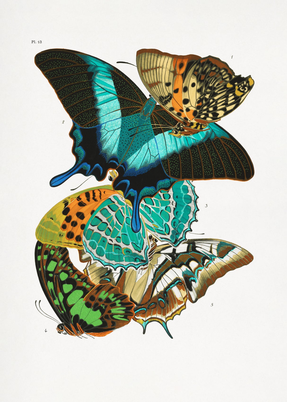 Butterflies 5 Poster och Canvastavla