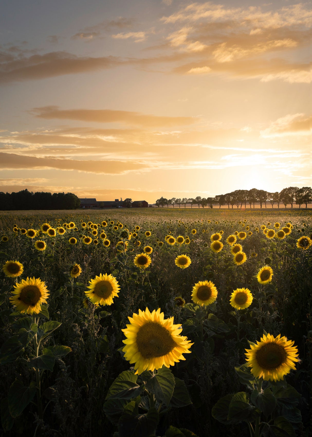 Sunflowerfield in Sweden Poster och Canvastavla