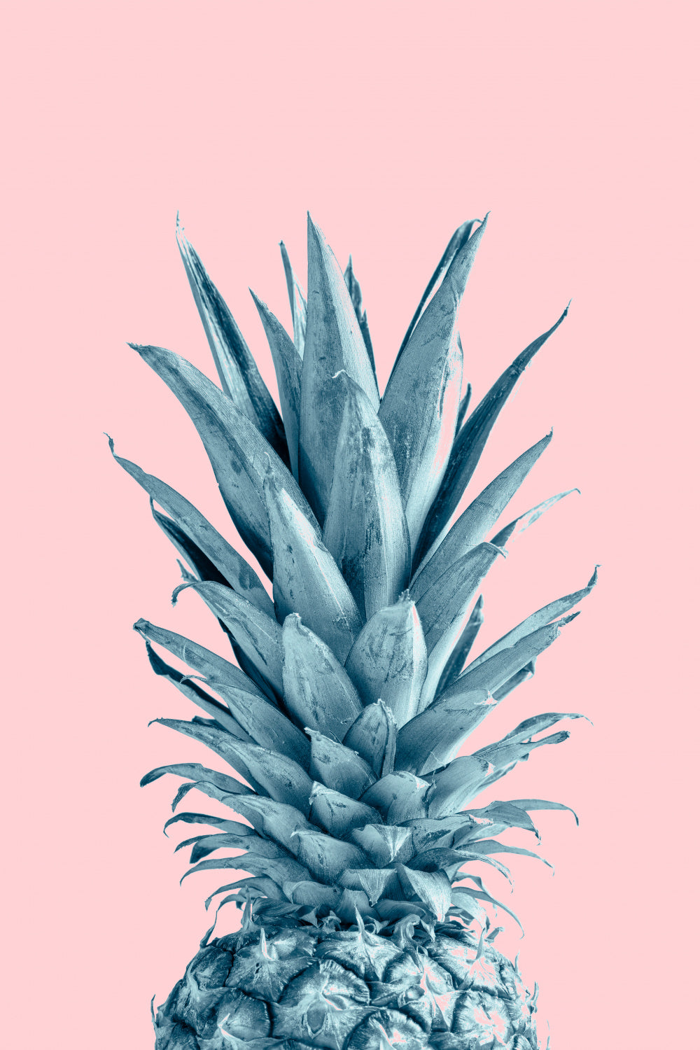 Pineapple Pink 06 Poster och Canvastavla