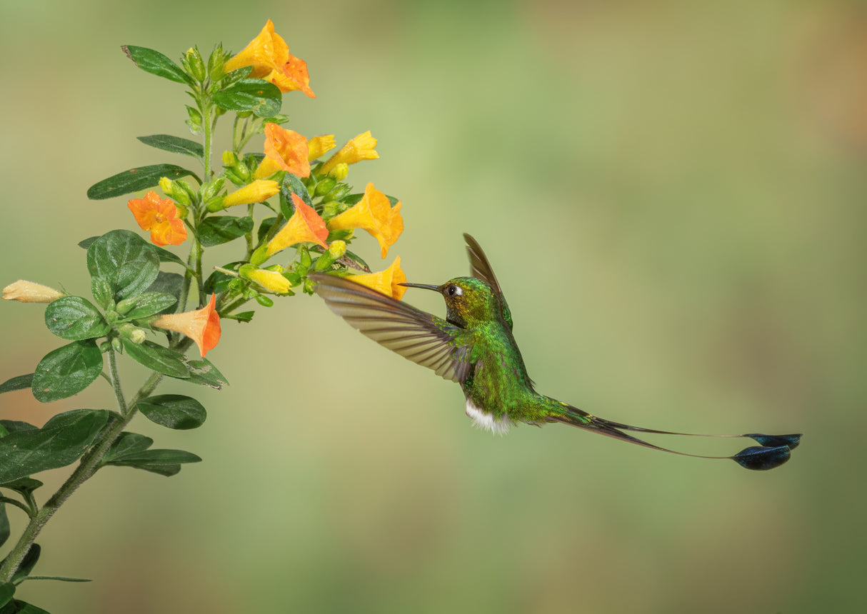 Booted Racket Tail Hummingbird Poster och Canvastavla