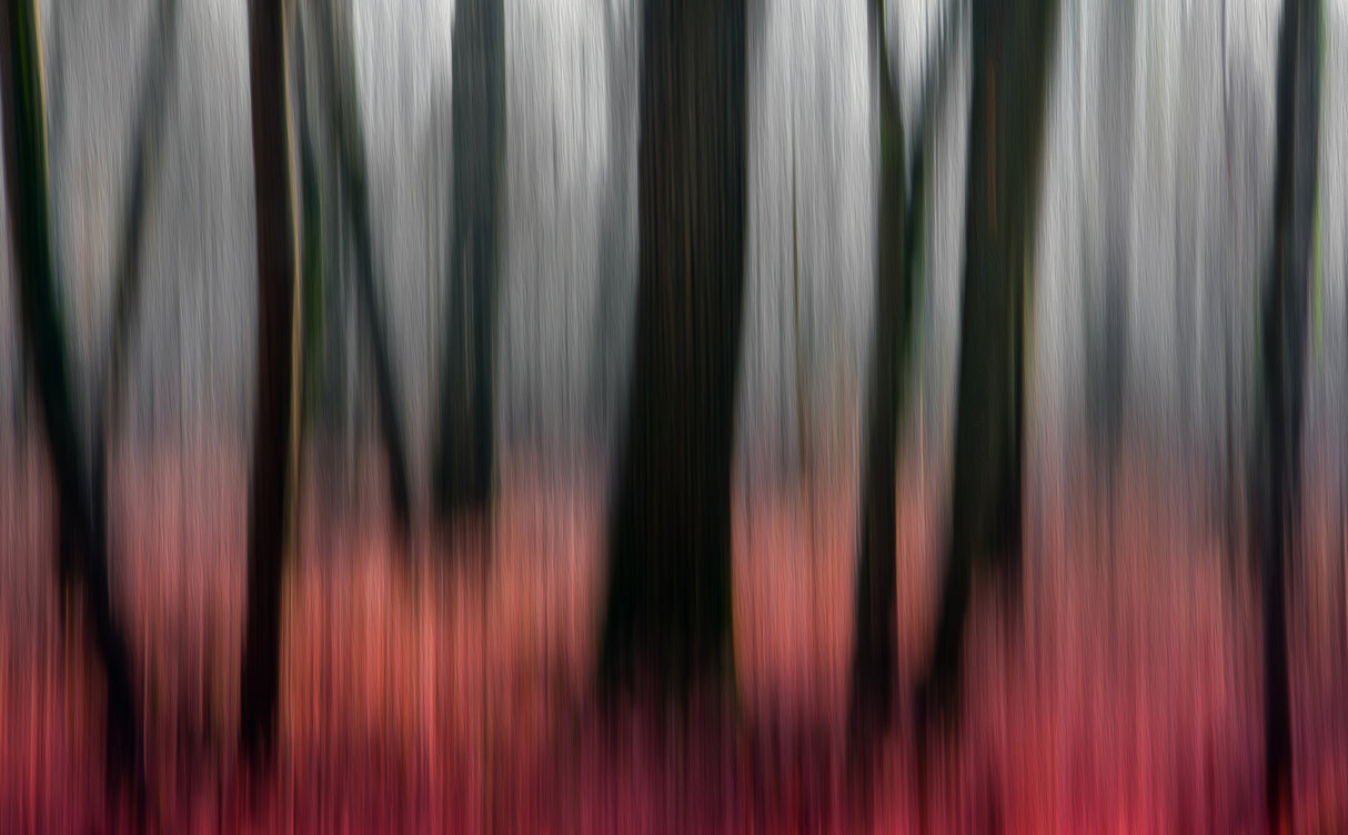 red wood Poster och Canvastavla