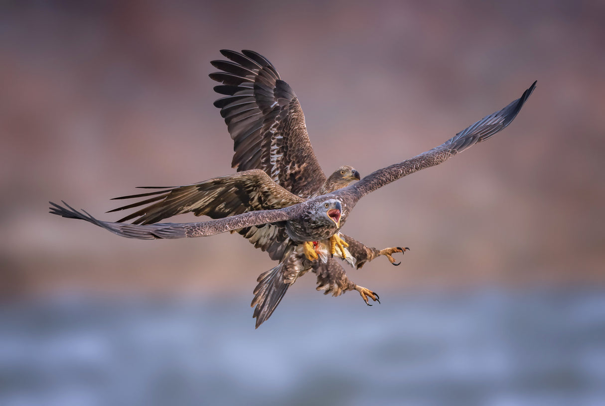 Eagles Poster och Canvastavla