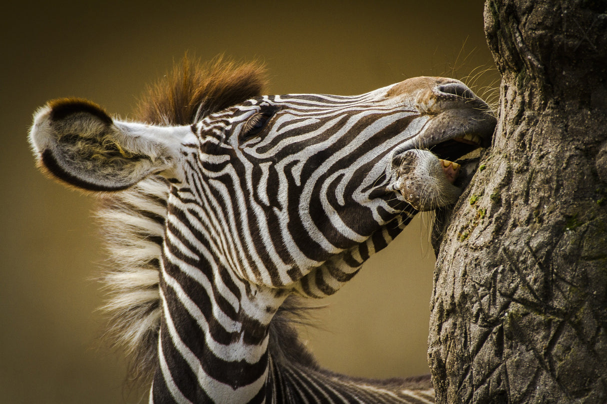 Zebra Poster och Canvastavla