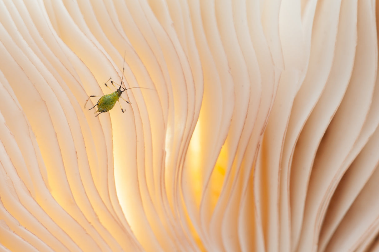 Aphid under a mushroom ....... Poster och Canvastavla