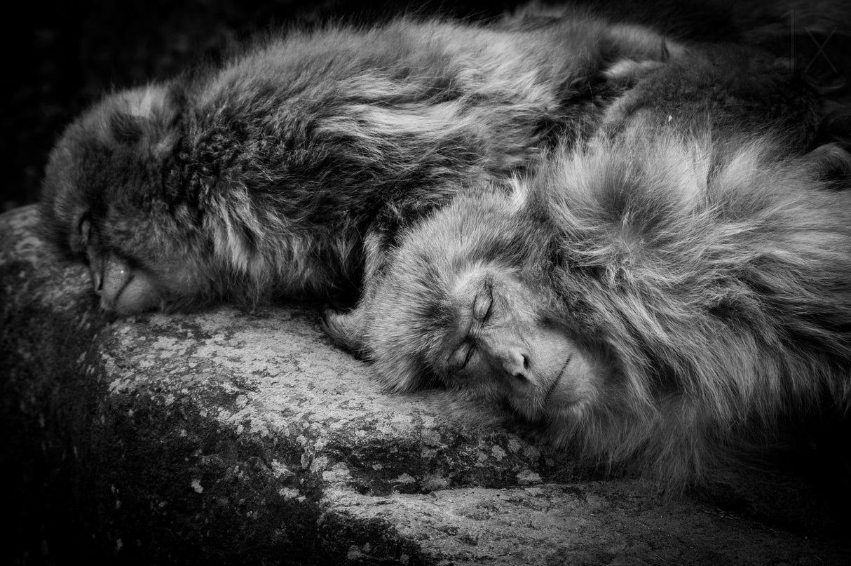 Sleeping Poster och Canvastavla