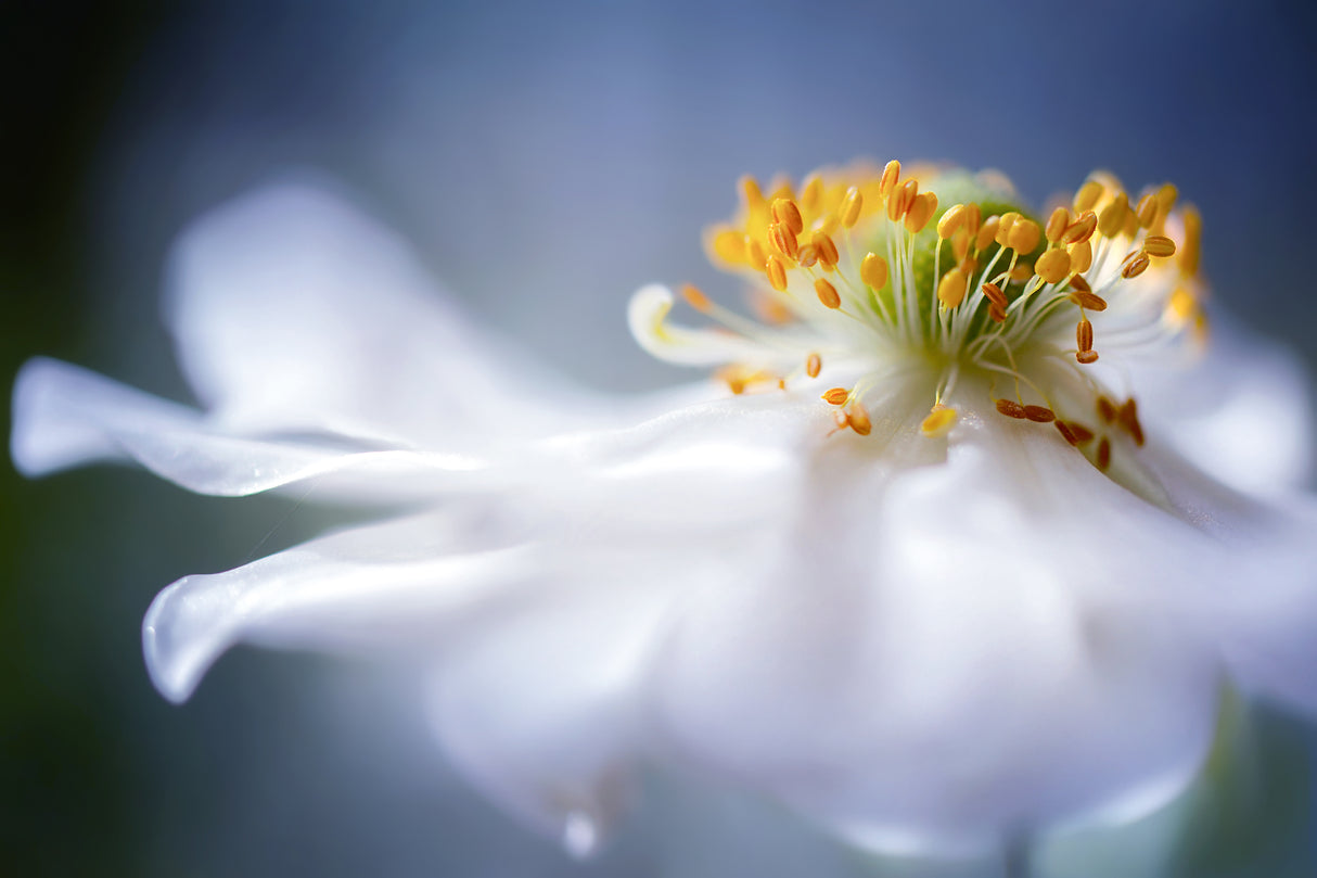 Anemone 1 Poster och Canvastavla