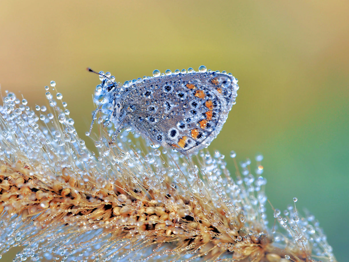 Nature's beauty without special effects Poster och Canvastavla