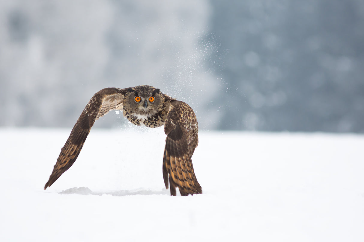 Eurasian eagle-owl Poster och Canvastavla