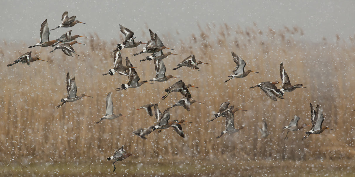 birds in a snowstorm Poster och Canvastavla